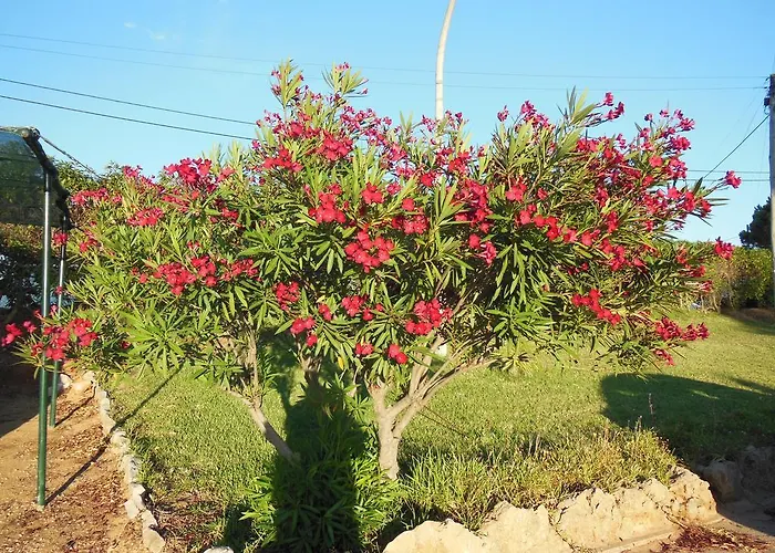 Semesterpark Jardins Da Balaia Albufeira